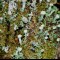 Cladonia coccifera